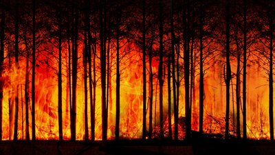 Hohe bis sehr hohe Waldbrandgefahr im Land