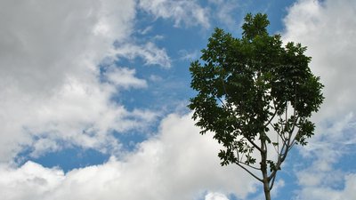 Owingen bietet künftig die Baumbestattung auf den Friedhöfen in Owingen und Billafingen an